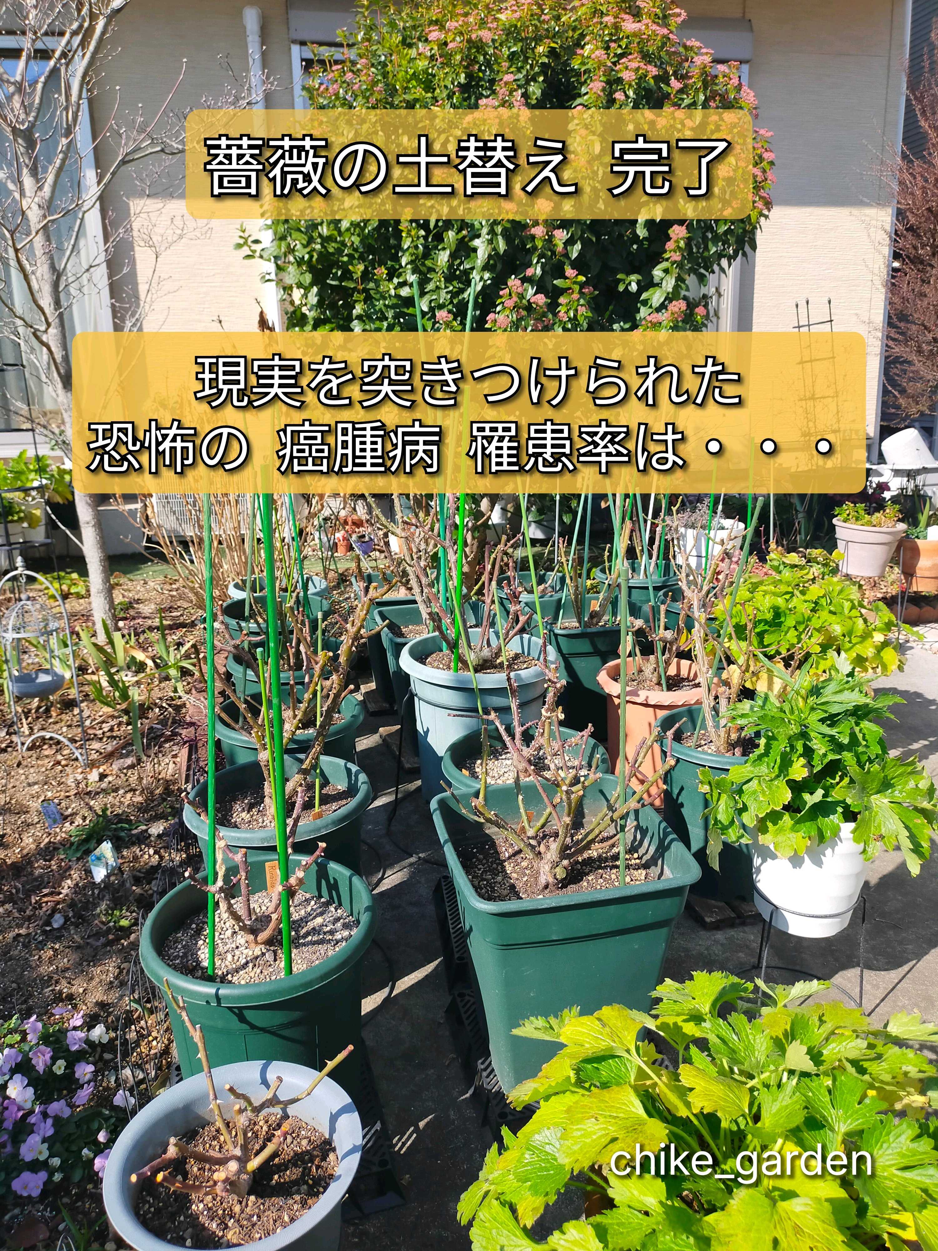 バラの投稿画像 by ちけさん｜薔薇とバラのある暮らしとバラが好きと