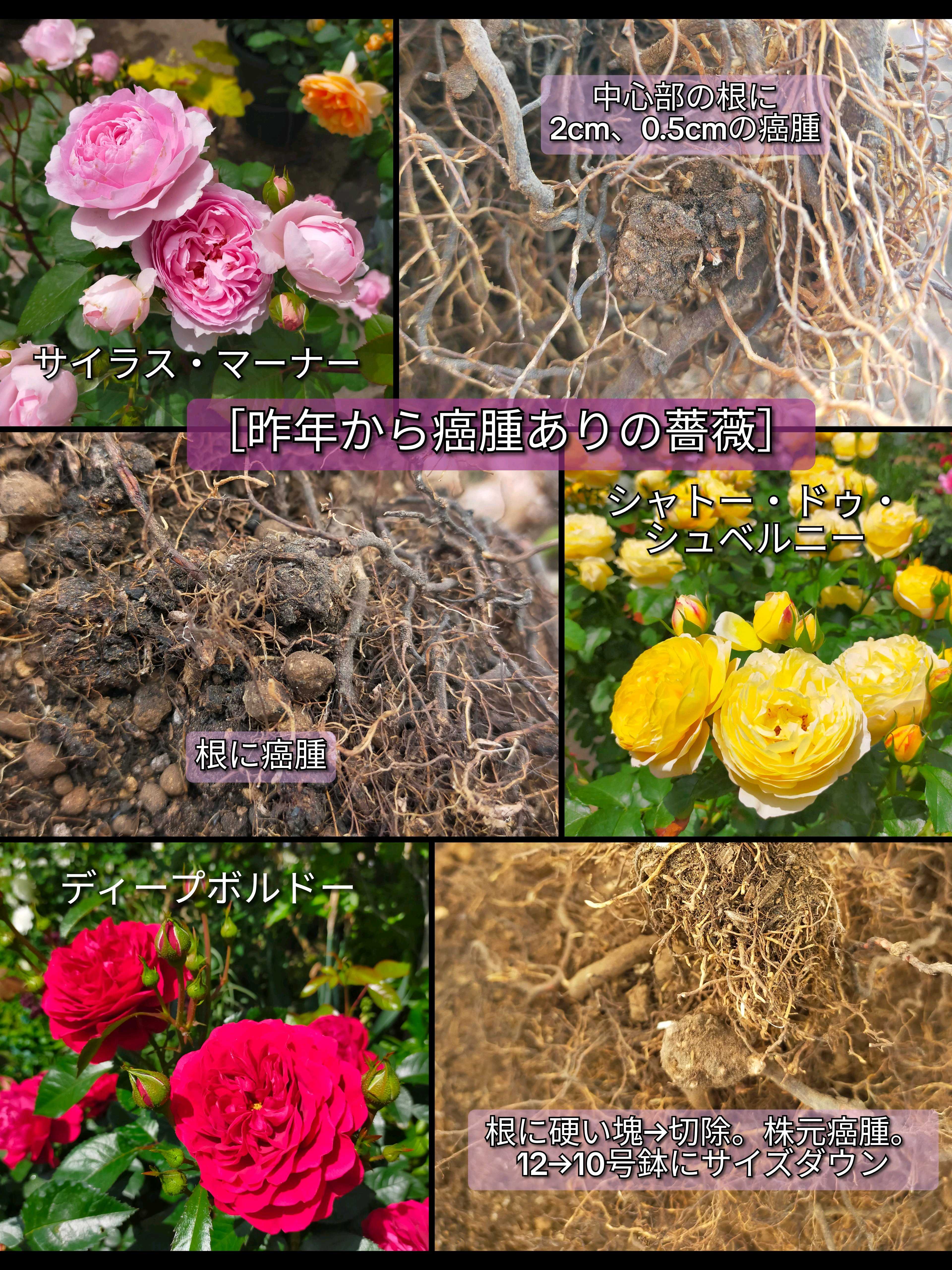 バラの投稿画像 by ちけさん｜薔薇とバラのある暮らしとバラが好きと