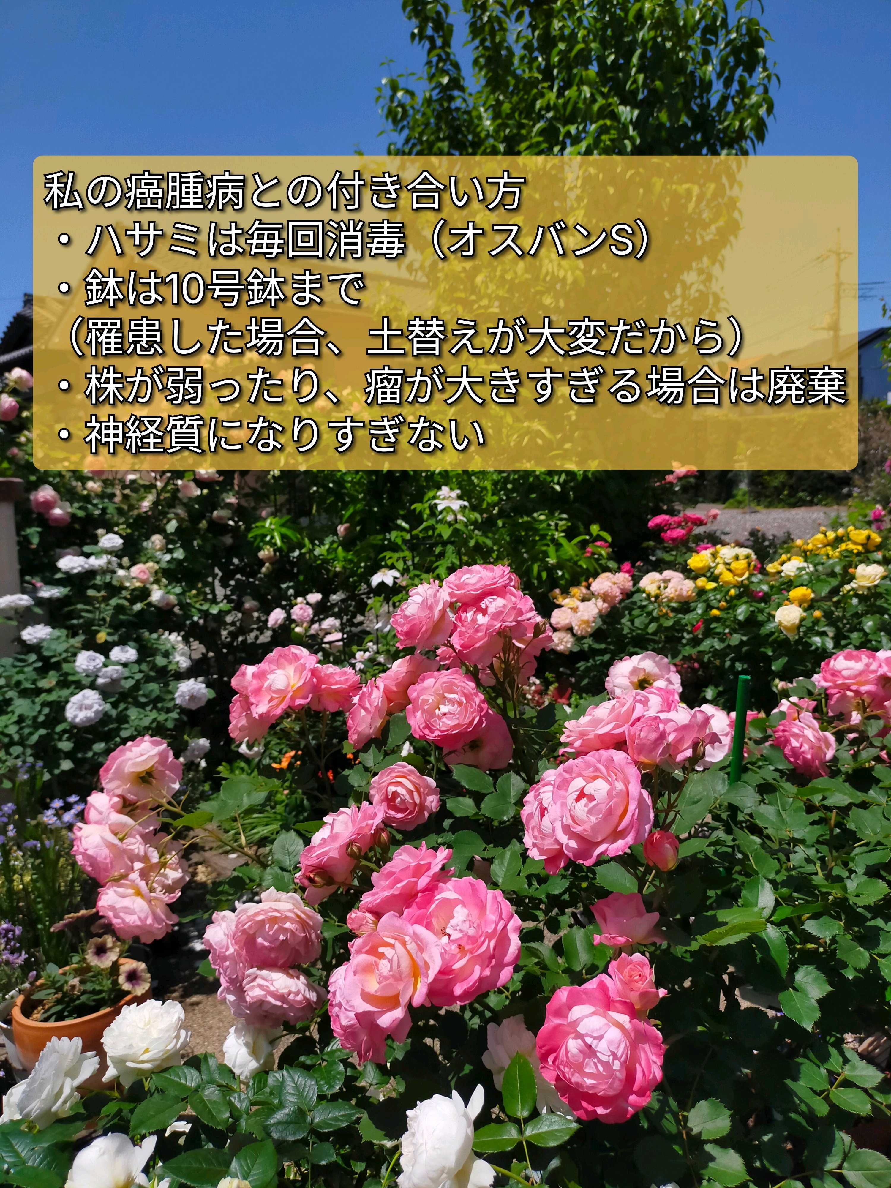 バラの投稿画像 by ちけさん｜薔薇とバラのある暮らしとバラが好きと