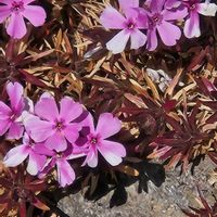 シバザクラ,シバザクラの画像