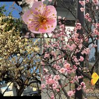 ウメ,ボケ,ボケ,リュウキンカ,紅梅の画像