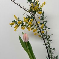 チューリップ,ネコヤナギ,ミモザの画像