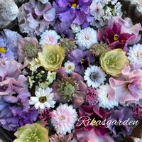 キンギョソウ,クリスマスローズ,クリスマスローズ,マーガレット,リナリアの画像