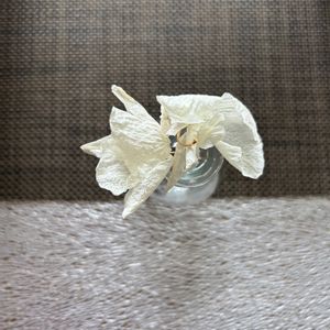 南天,ナチュラルガーデン,冬の庭,クリスマスローズの蕾,ミニ胡蝶蘭の枯れた花は和紙の画像