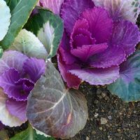 ハボタンの画像