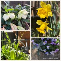 クリスマスローズ,スイセン,スナップエンドウ,ビオラ・パンジー,今日の庭の画像