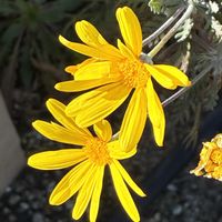 アリッサム,ノースポール,ユリオプスデージー,プリムラ マラコイデスの画像