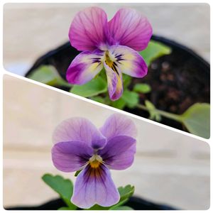 ビオラ　BOSS PREMIUM,見元園芸×花日和コラボビオラ,鉢植え,明るい日陰,プランターの画像