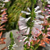 エリカ,エリカの画像