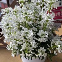 イベリス,お見切り品♡ ✧*｡٩(ˊωˋ*)و✧*｡の画像