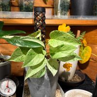 ポトス,ポトスマーブルクイーン,botanical life,観葉植物のある暮らし,3Dプリンタの画像