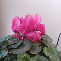 シクラメン,パッションフルーツの画像