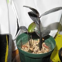 ザミオクルカス・レイヴン,観葉植物,インテリアグリーン,珍奇植物,冬対策の画像