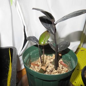 ザミオクルカス・レイヴン,観葉植物,インテリアグリーン,珍奇植物,冬対策の画像