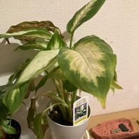 ディフェンバキアの画像