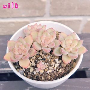 (ムーンストーン×プリドニス)×ラウイ,多肉植物,葉挿し,リエール苗の画像