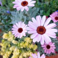 ローダンセマム,シルバーレース,ローダンセマム リルピンク,ヘリクリサム ライムミニ,寄せ植えの画像