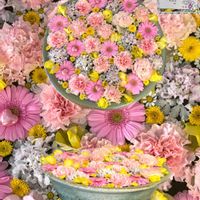 ウメ,カーネーション,ミモザ,ピンクワールドへ ようこそ,oriの自由なピンクの日の画像