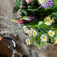 ノースポールの画像