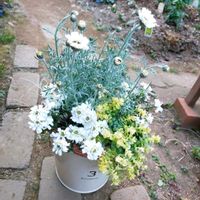 イベリス,ローダンセマム,ローダンセマム・アフリカンアイズ,ヘリクリサム ライムミニ,寄せ植えの画像