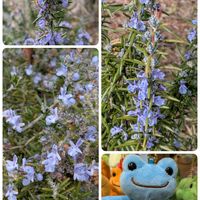 コブシ,ビバーナム,ビバーナム,ヤツデ,ロウバイの画像