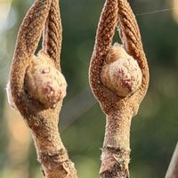 スミレ,カラタチ,オオカメノキ,冬芽と葉痕,ミカン科の画像