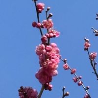 ウメ,ムラサキハナナ,ロウバイ,GSに感謝。,今日のお花の画像