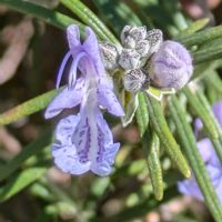 ジンチョウゲ,ツバキ,ヒイラギナンテン,ローズマリー,夕暮れのブルーモーメントの画像