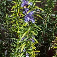 ツバキ,ツバキ,ハボタン,ハボタン,ローズマリーの画像