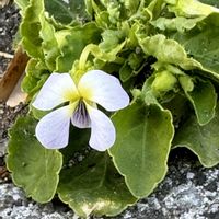 スミレ,ツクシスミレ,山野草,スマホ写真,sz.スミレの画像