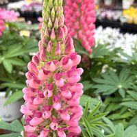 ルピナスの画像