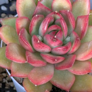 多肉植物,葉挿し,リメ缶,多肉寄せ植え,リメ鉢の画像