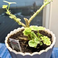 ゼラニウム,ゼラニウム　Mrs Pollock,ゼラニウム　Mrs Pollock,表面は溶けている湖,柔らかくて歩かない方がいい庭の画像