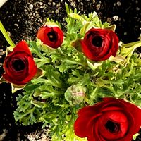 ラナンキュラスの蕾,ラナンキュラスの蕾,カランコエの蕾,カランコエの蕾,ガザニアの蕾の画像