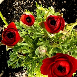 ラナンキュラスの蕾,ラナンキュラスの蕾,カランコエの蕾,カランコエの蕾,ガザニアの蕾の画像