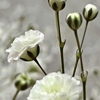 カスミソウ,カスミソウ,小さな花,白い花,癒しの画像