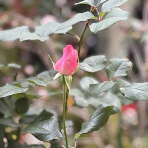 ヒメサザンカ,大輪の薔薇,沖縄,ばら バラ 薔薇,おうち園芸の画像