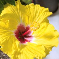 ハイビスカス,ローズマリー,ハイビスカス ボレアスイエロー,いつもありがとう♡,今日のお花の画像