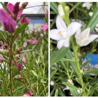 サザンクロス,赤サザンクロス白,ショッピング,花売り場,HCカンセキ本店の画像