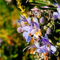 クリスマスローズ,ハボタン,プリムラ,ローズマリー,パンジーの画像