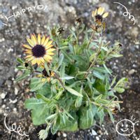 クリスマスローズ,スイセン,フユシラズ,菜の花,オステオスペルマムの画像