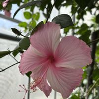 ハイビスカス,南の島☆⭐︎の画像