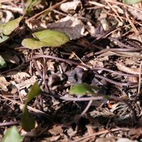 カンアオイ,タマノカンアオイ,タマノカンアオイ,カンアオイの花,椿の画像