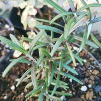 ローズマリー,ハーブ,ガーデニング,ネコ好き,挿し木の画像