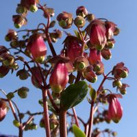 ラナンキュラス,花かんざし,カランコエウェンディ,ベロニカ ウォーターペリーブルー,オステオスペルマムフォーチュンブルーの画像