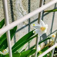 スノーフレーク,スノーフレーク,駐車場脇の画像