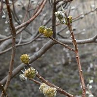 ミツマタ,山野草,花散歩,冬の楽しみ,春を待つの画像