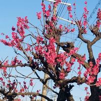 オーロラ,白絹姫, 梅の花,今日の愛犬,とにかくGS 楽しもう！の画像