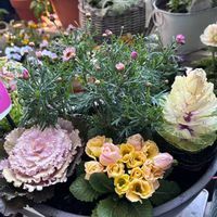 ハボタン,PR,三ツ星品質モニター,ハボタンモニター,ハボタンラブポーションブラッシカの画像