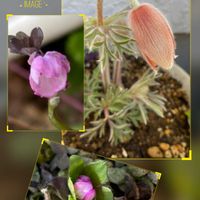 オキナグサ,雪割草,爪紅台湾梅花カラマツ,スプリングエフェメラル,小さい庭の画像